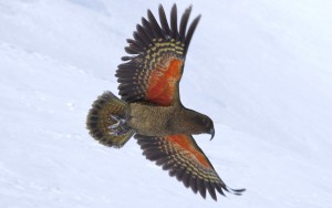 kea1